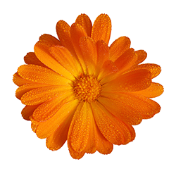 Lene Bremer - Orange Blomst